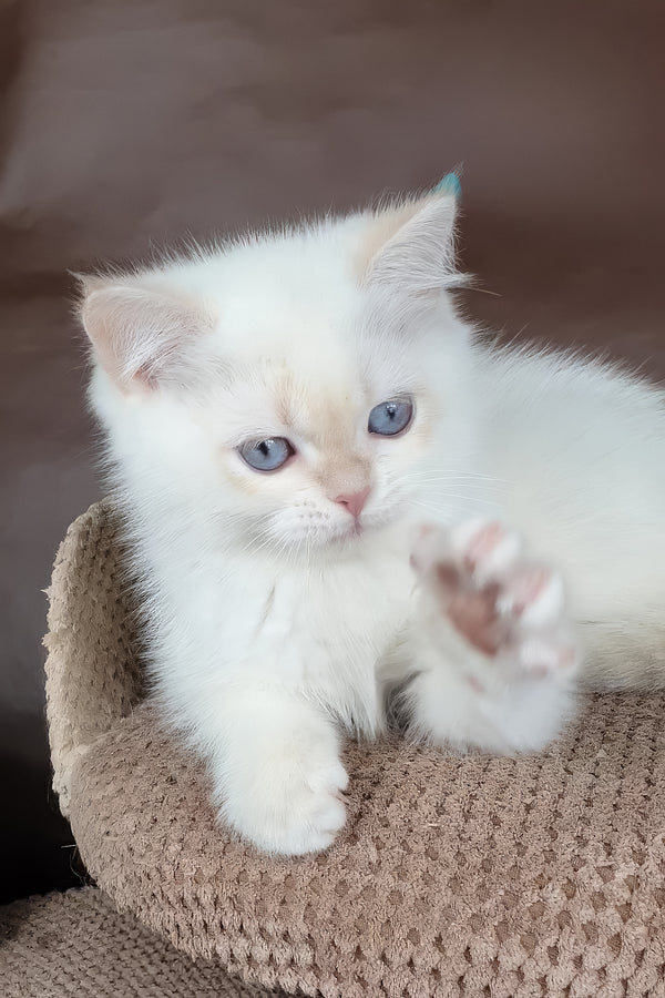Xander | British Shorthair Kitten