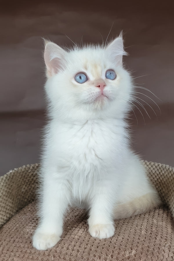 Xander | British Shorthair Kitten