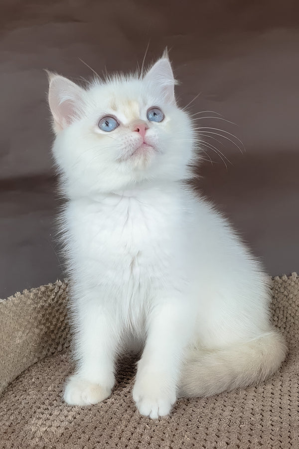 Xander | British Shorthair Kitten