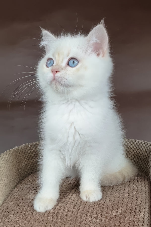 Xander | British Shorthair Kitten
