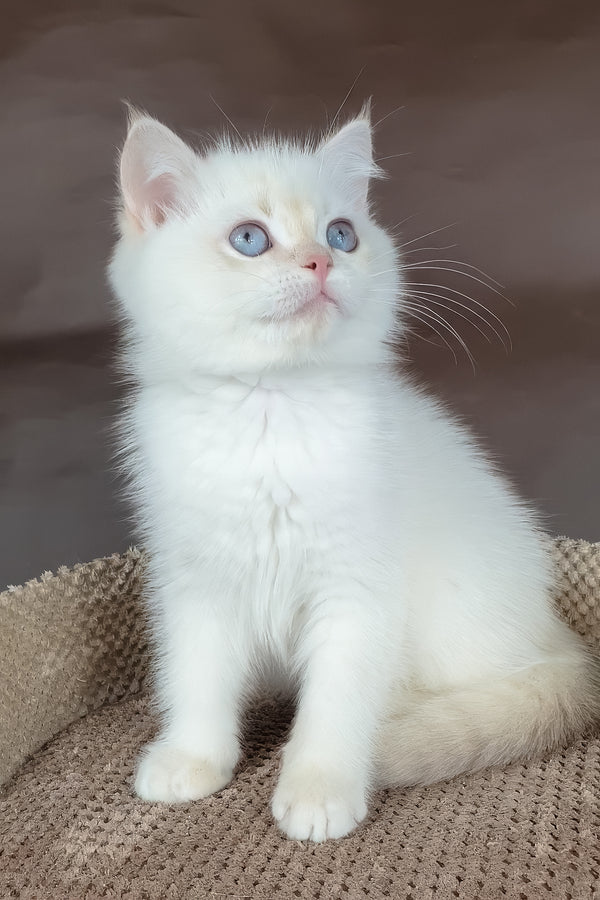 Xander | British Shorthair Kitten