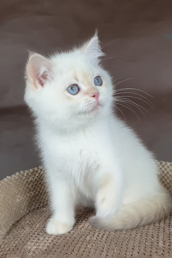 Xander | British Shorthair Kitten