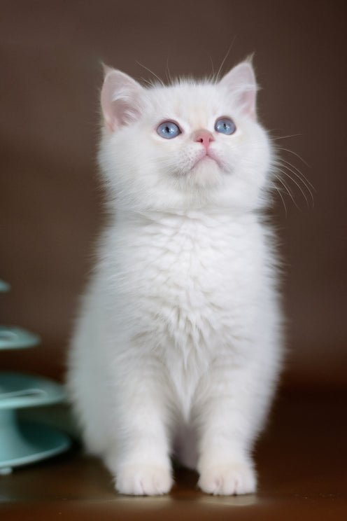Xander | British Shorthair Kitten