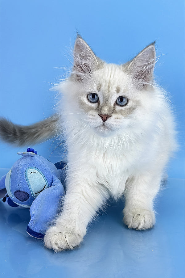 Xander | Siberian Kitten