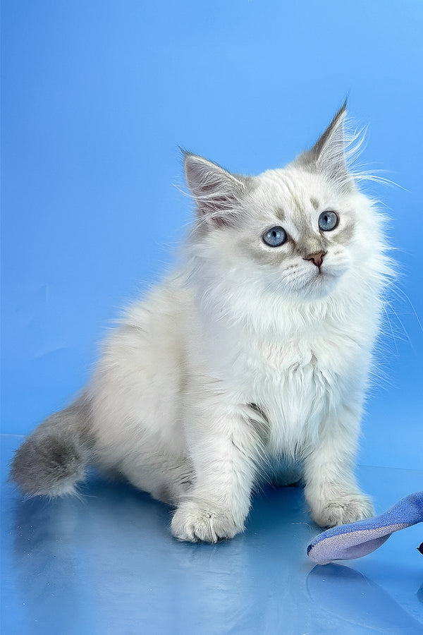 Xander | Siberian Kitten