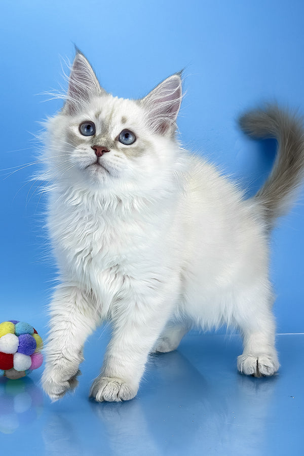 Xander | Siberian Kitten