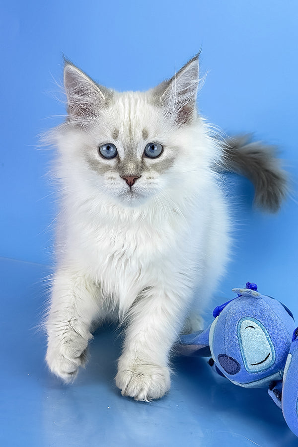 Xander | Siberian Kitten