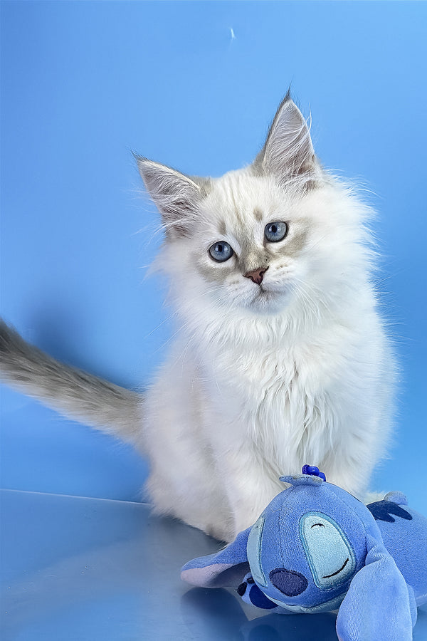 Xander | Siberian Kitten