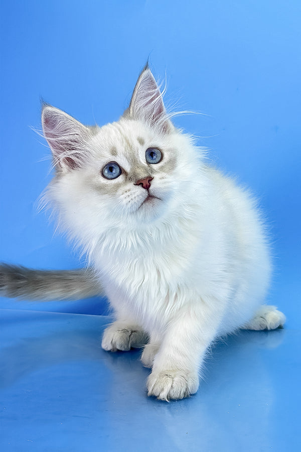 Xander | Siberian Kitten