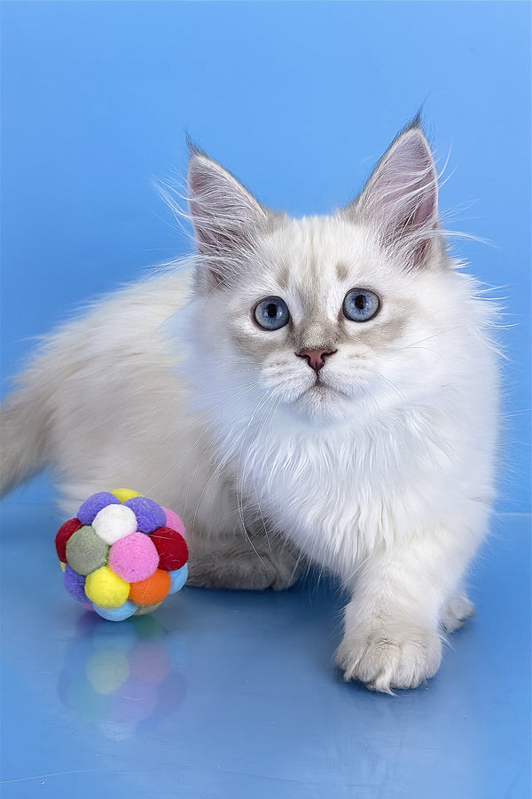 Xander | Siberian Kitten