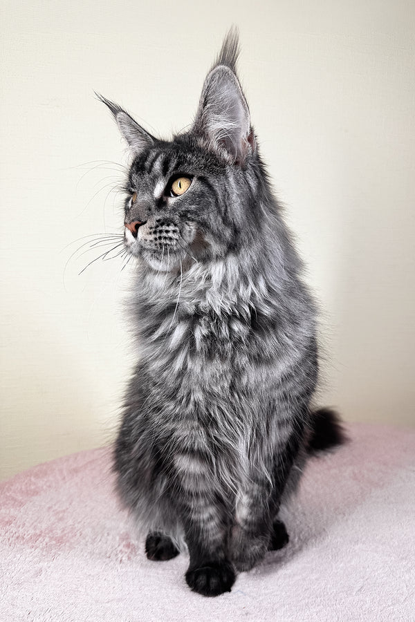 Xander | Maine Coon Kitten