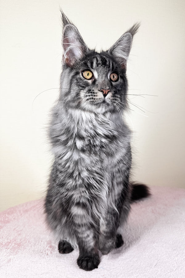 Xander | Maine Coon Kitten