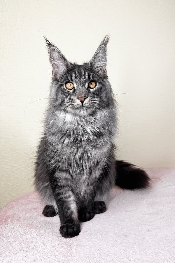 Xander | Maine Coon Kitten