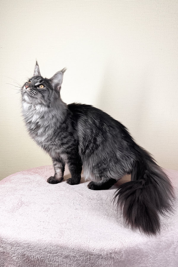 Xander | Maine Coon Kitten
