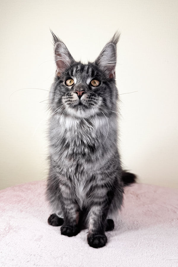 Xander | Maine Coon Kitten