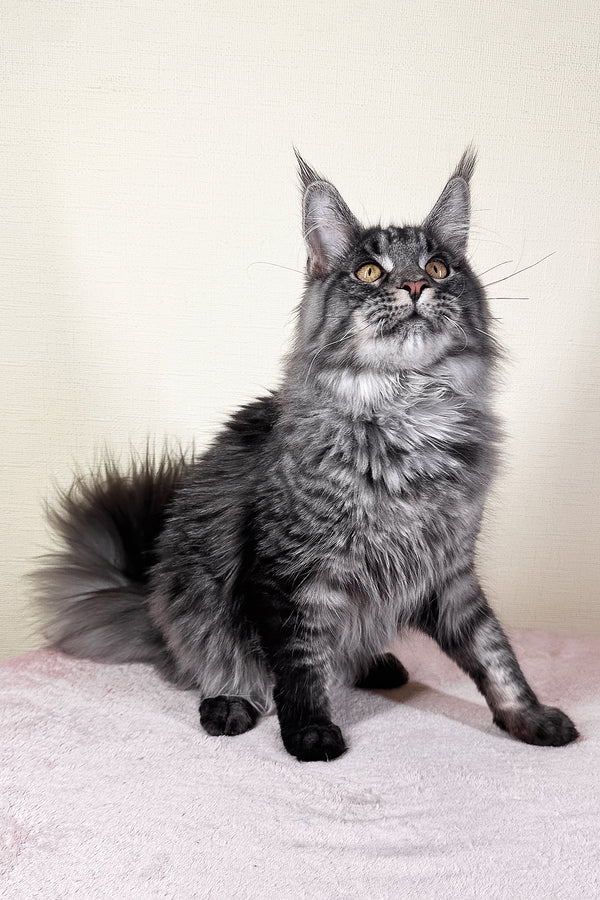 Xander | Maine Coon Kitten
