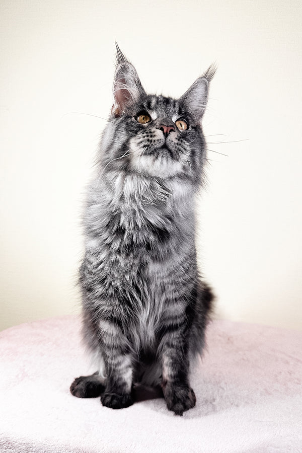 Xander | Maine Coon Kitten