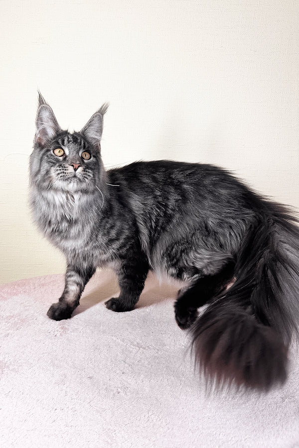 Xander | Maine Coon Kitten