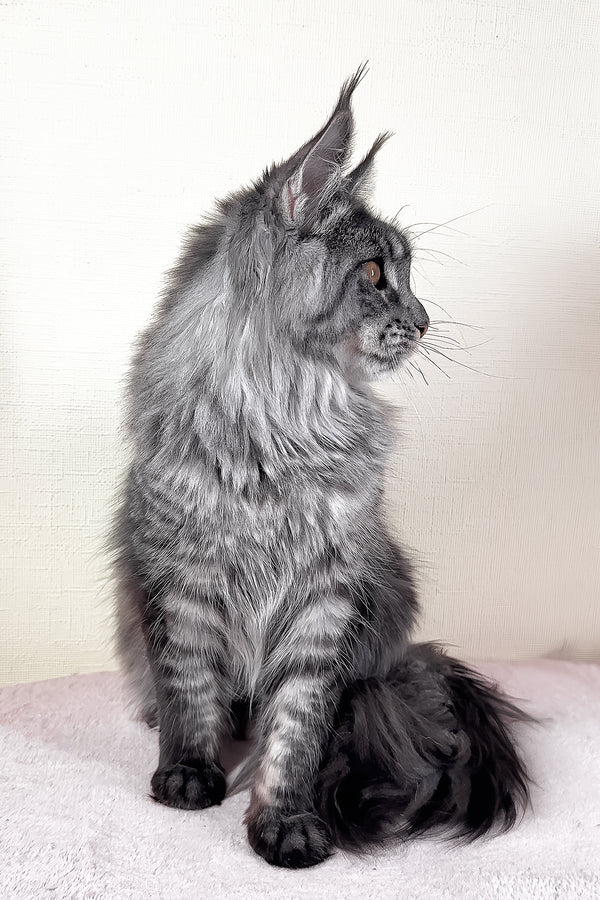 Xander | Maine Coon Kitten