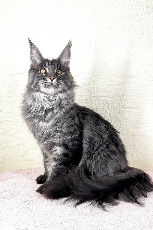 Xander | Maine Coon Kitten