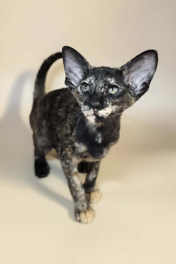 Xandra | Oriental Shorthair Kitten
