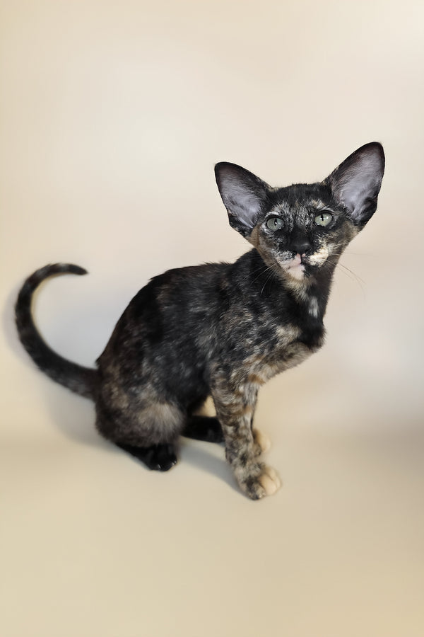 Xandra | Oriental Shorthair Kitten