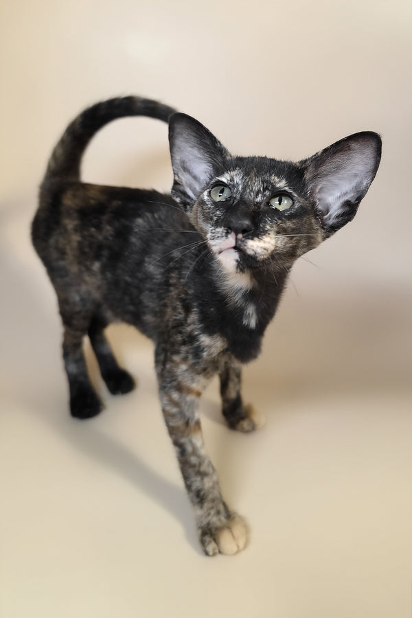 Xandra | Oriental Shorthair Kitten
