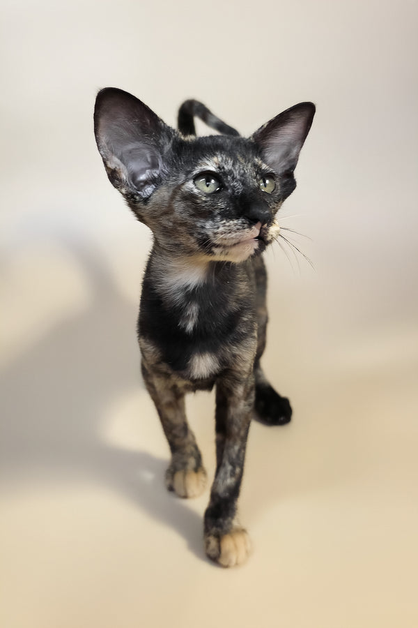 Xandra | Oriental Shorthair Kitten