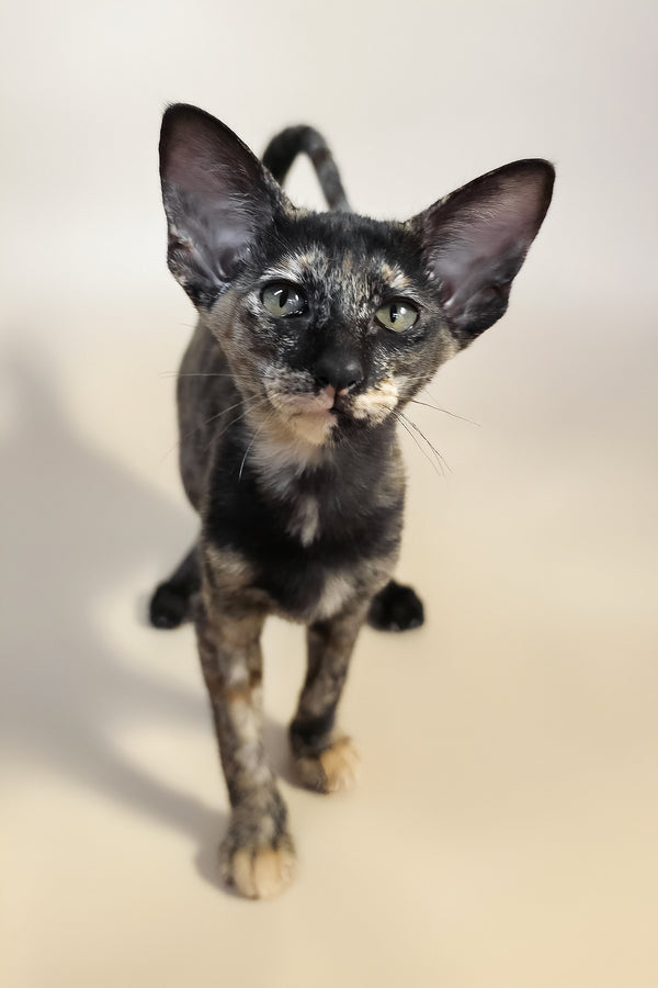 Xandra | Oriental Shorthair Kitten