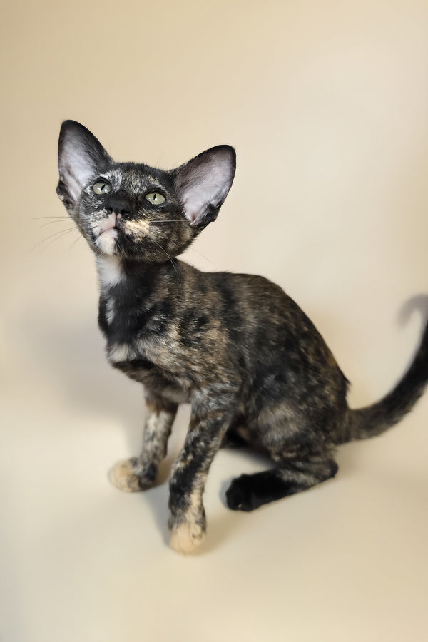 Xandra | Oriental Shorthair Kitten