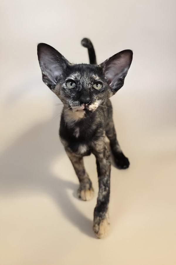 Xandra | Oriental Shorthair Kitten
