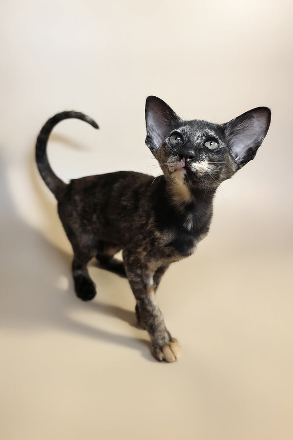 Xandra | Oriental Shorthair Kitten