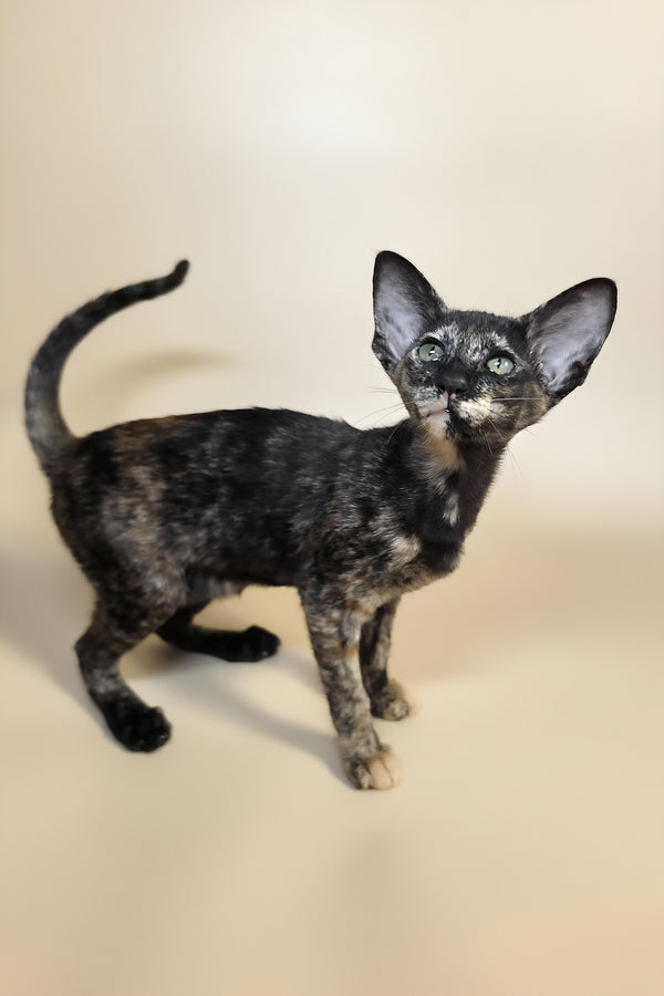 Xandra | Oriental Shorthair Kitten