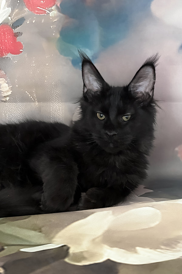 Xandra | Maine Coon Kitten