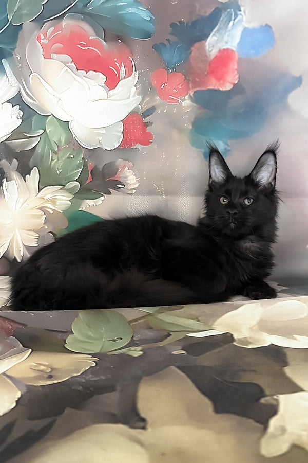 Xandra | Maine Coon Kitten