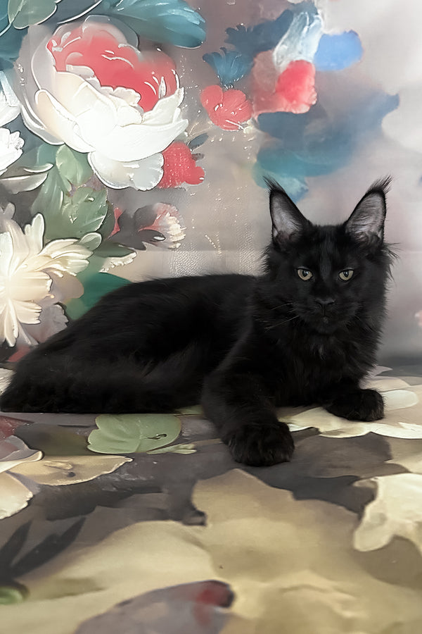 Xandra | Maine Coon Kitten