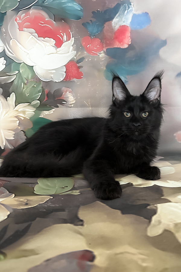 Xandra | Maine Coon Kitten