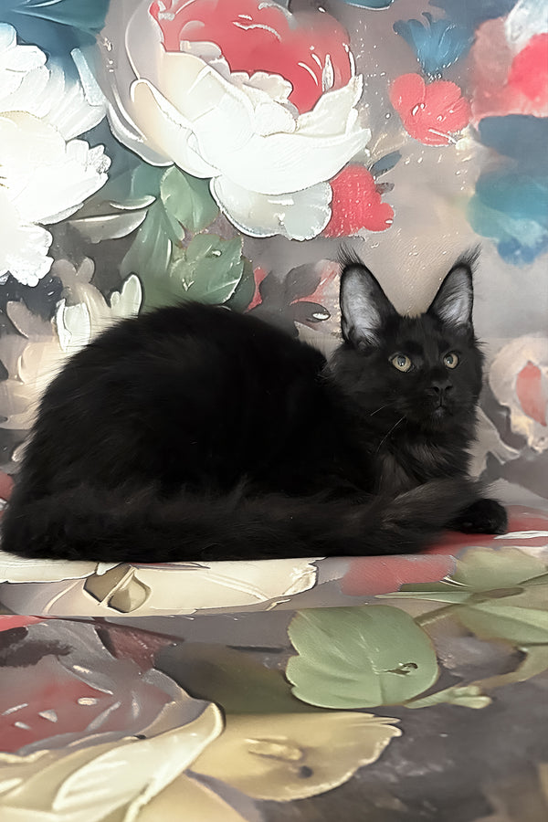 Xandra | Maine Coon Kitten