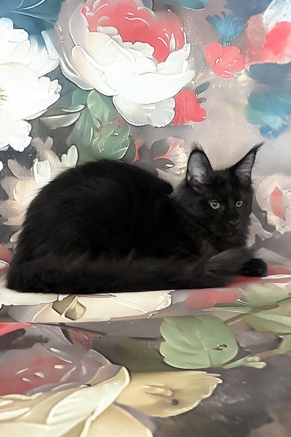 Xandra | Maine Coon Kitten