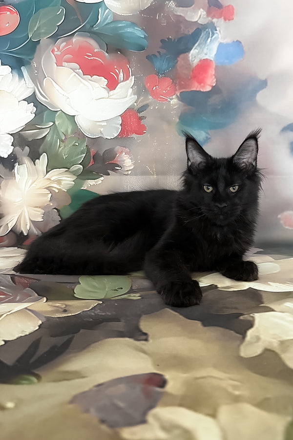 Xandra | Maine Coon Kitten