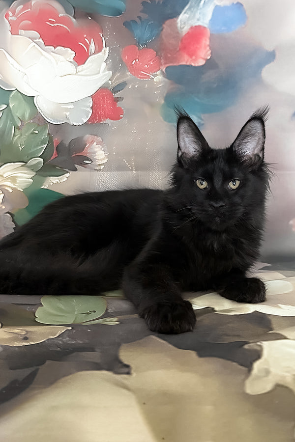 Xandra | Maine Coon Kitten