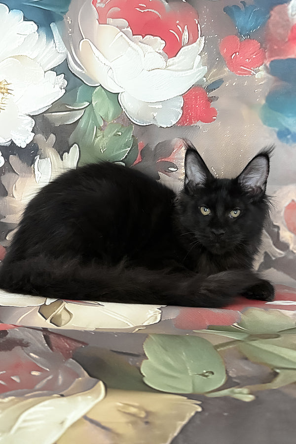 Xandra | Maine Coon Kitten