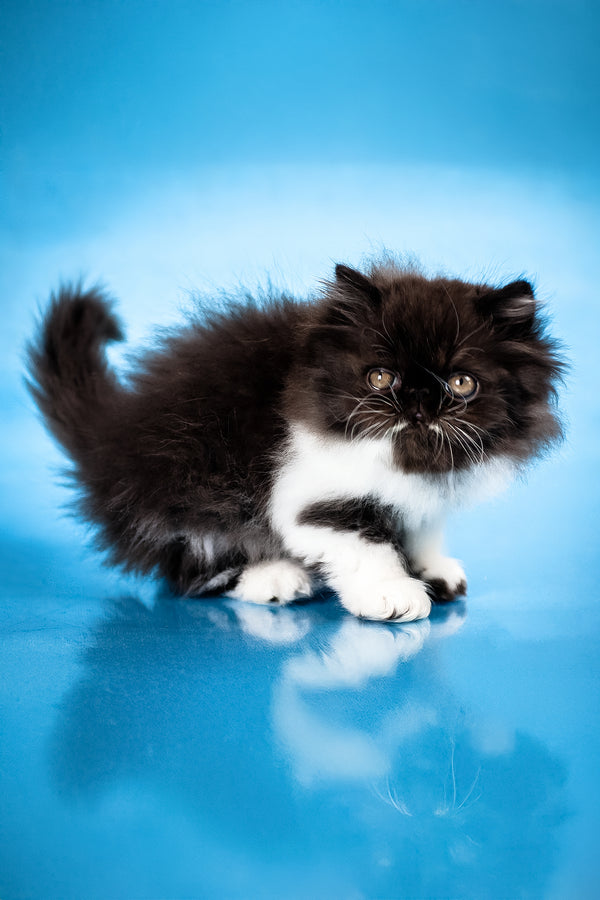 Xanthe | Persian Kitten