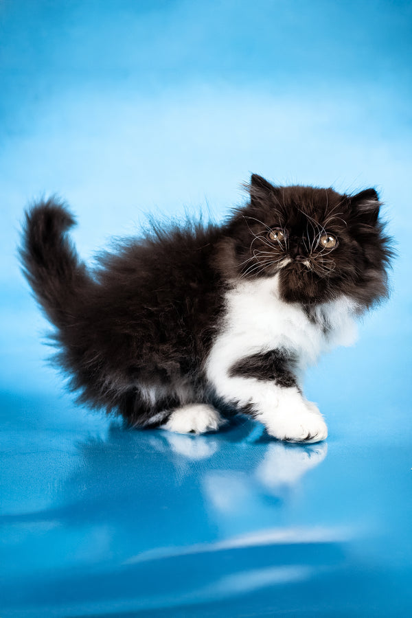 Xanthe | Persian Kitten