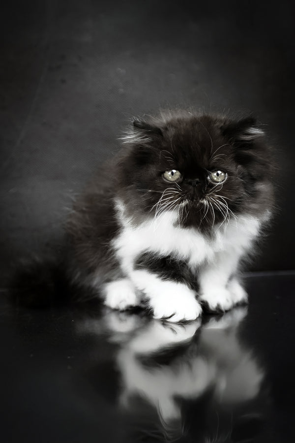 Xanthe | Persian Kitten