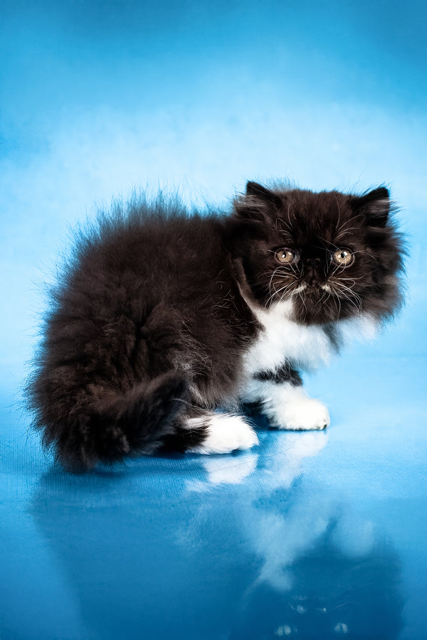 Xanthe | Persian Kitten