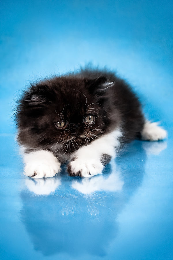 Xanthe | Persian Kitten