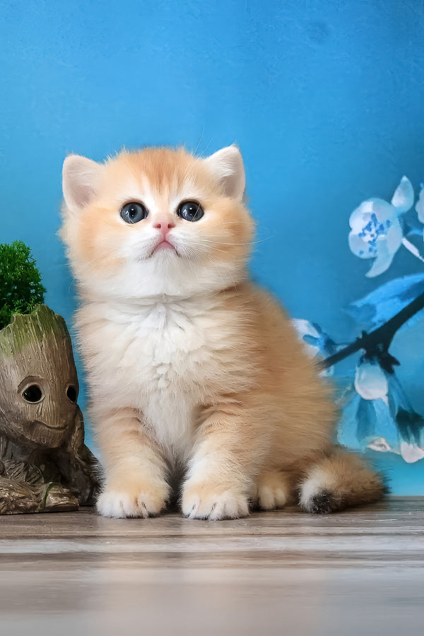 Xanthi | British Shorthair Kitten