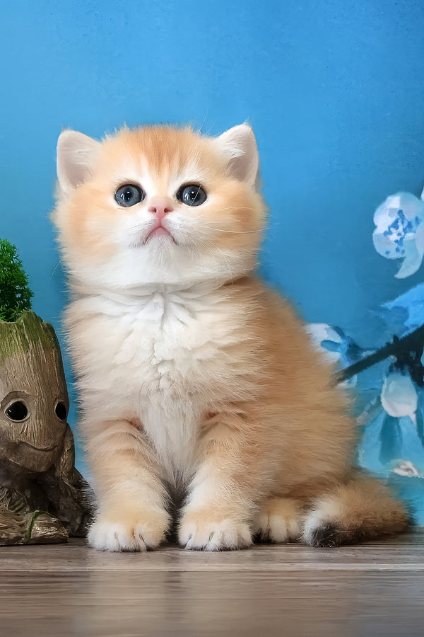 Xanthi | British Shorthair Kitten