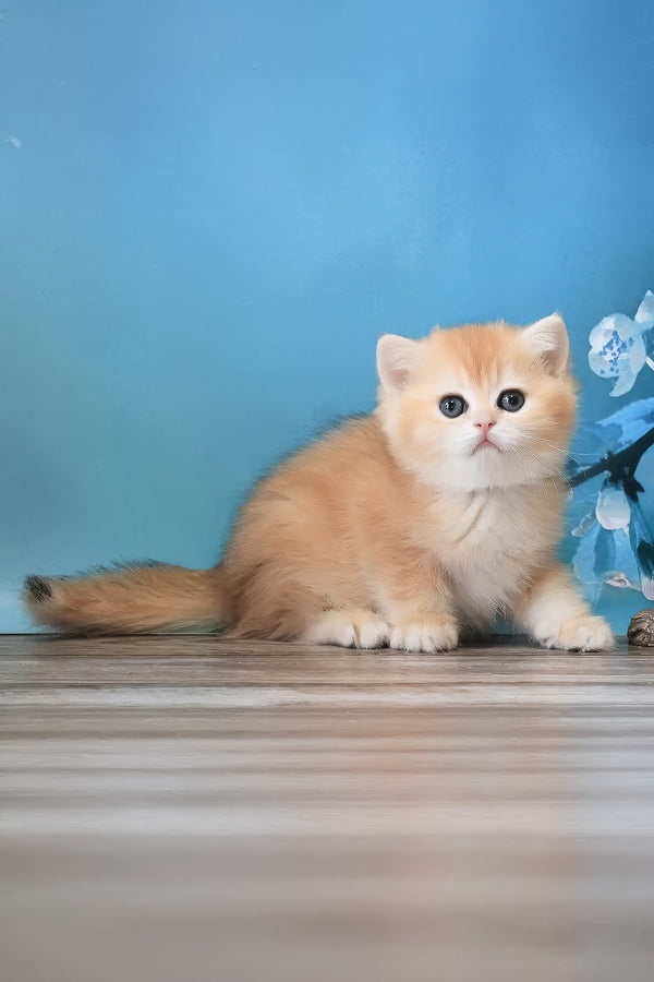 Xanthi | British Shorthair Kitten